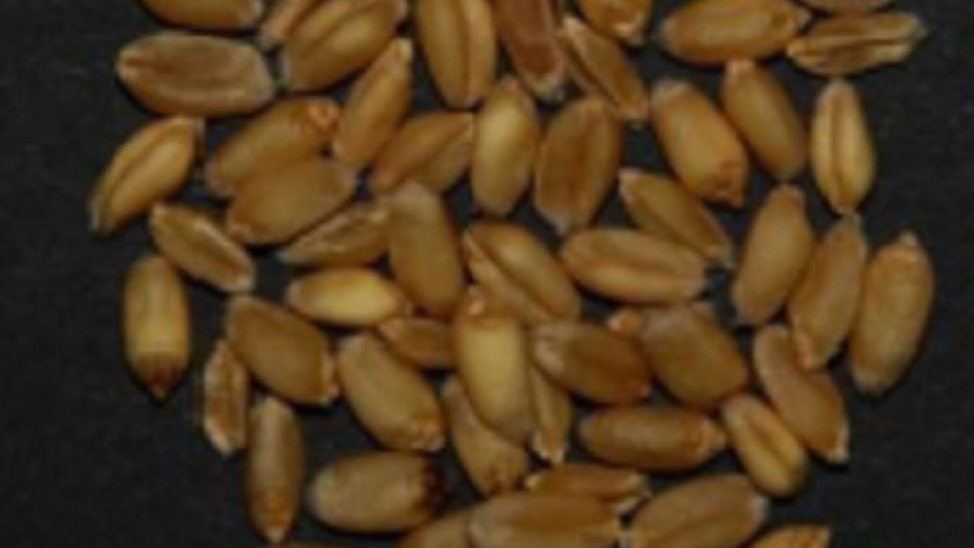Las semillas de la variedad 'bat xeixa'