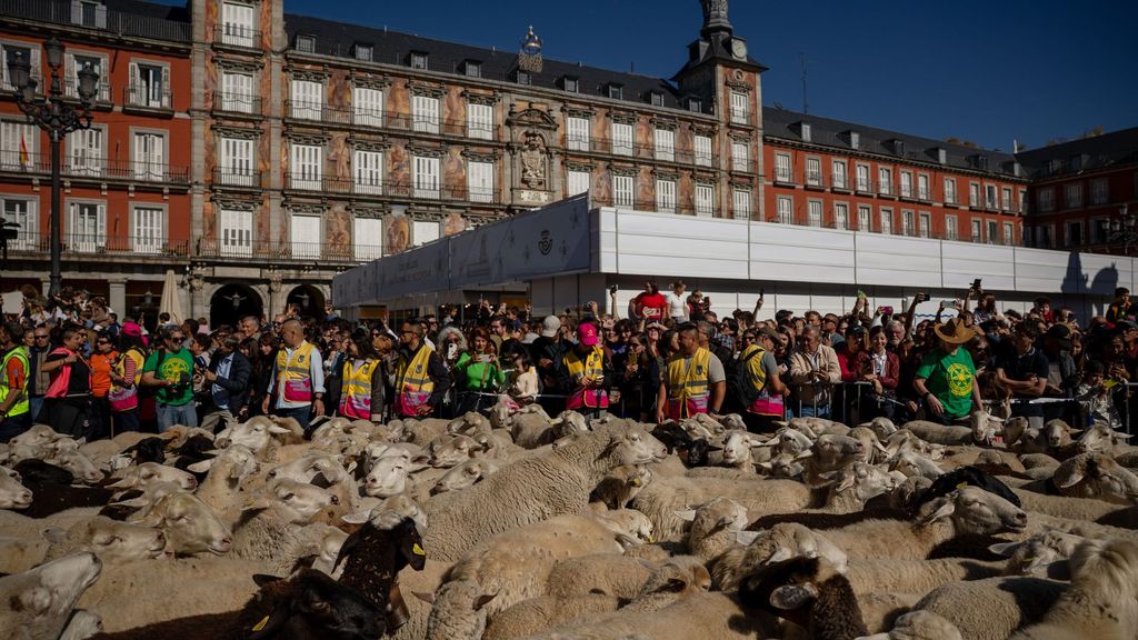 La Fiesta de la trashumancia estrena recorrido por la acampada en Sol: 1400 ovejas y cabras reivindican el trabajo de los pastores