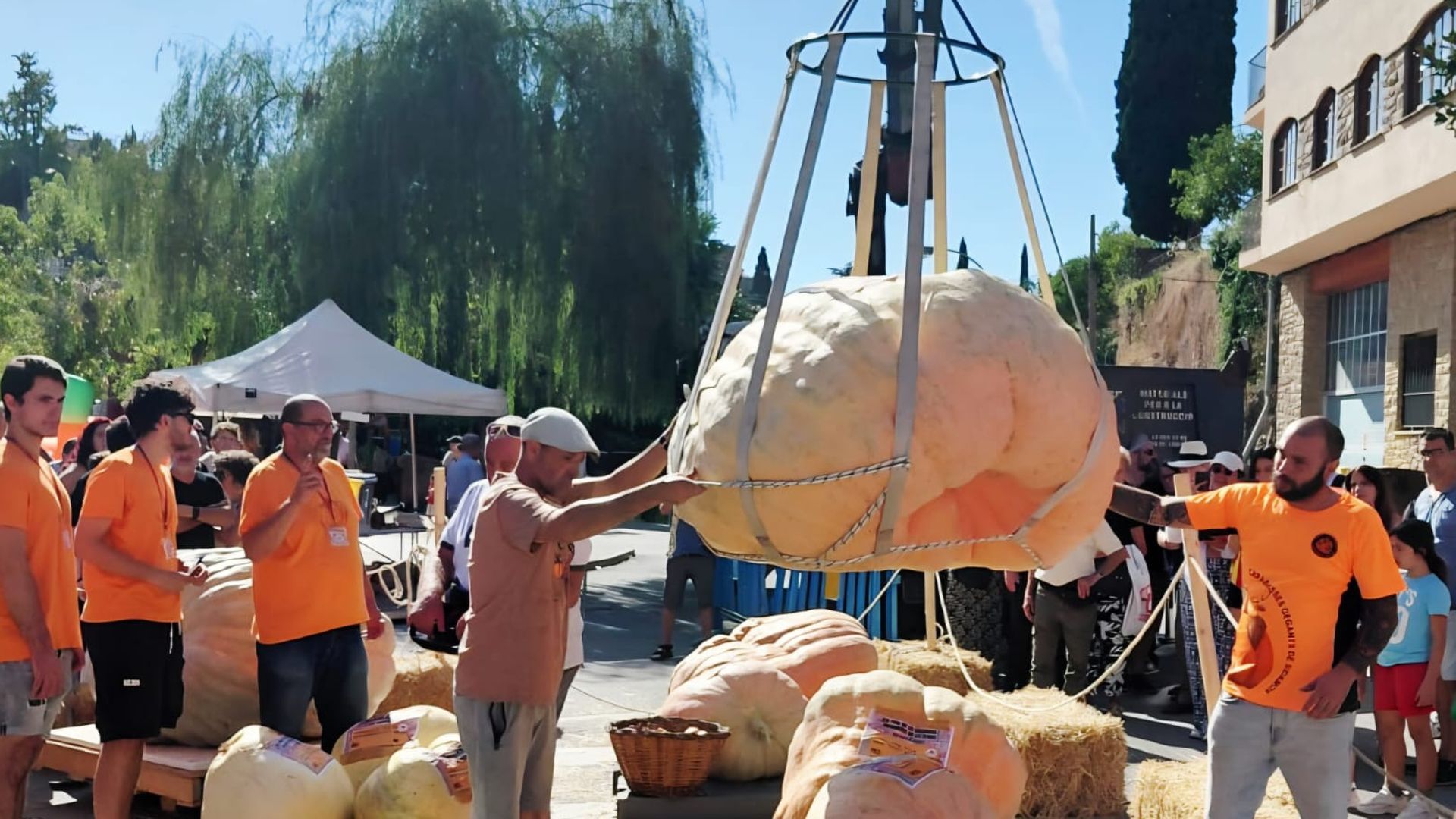 La calabaza es el fruto más espectacular por sus dimensiones
