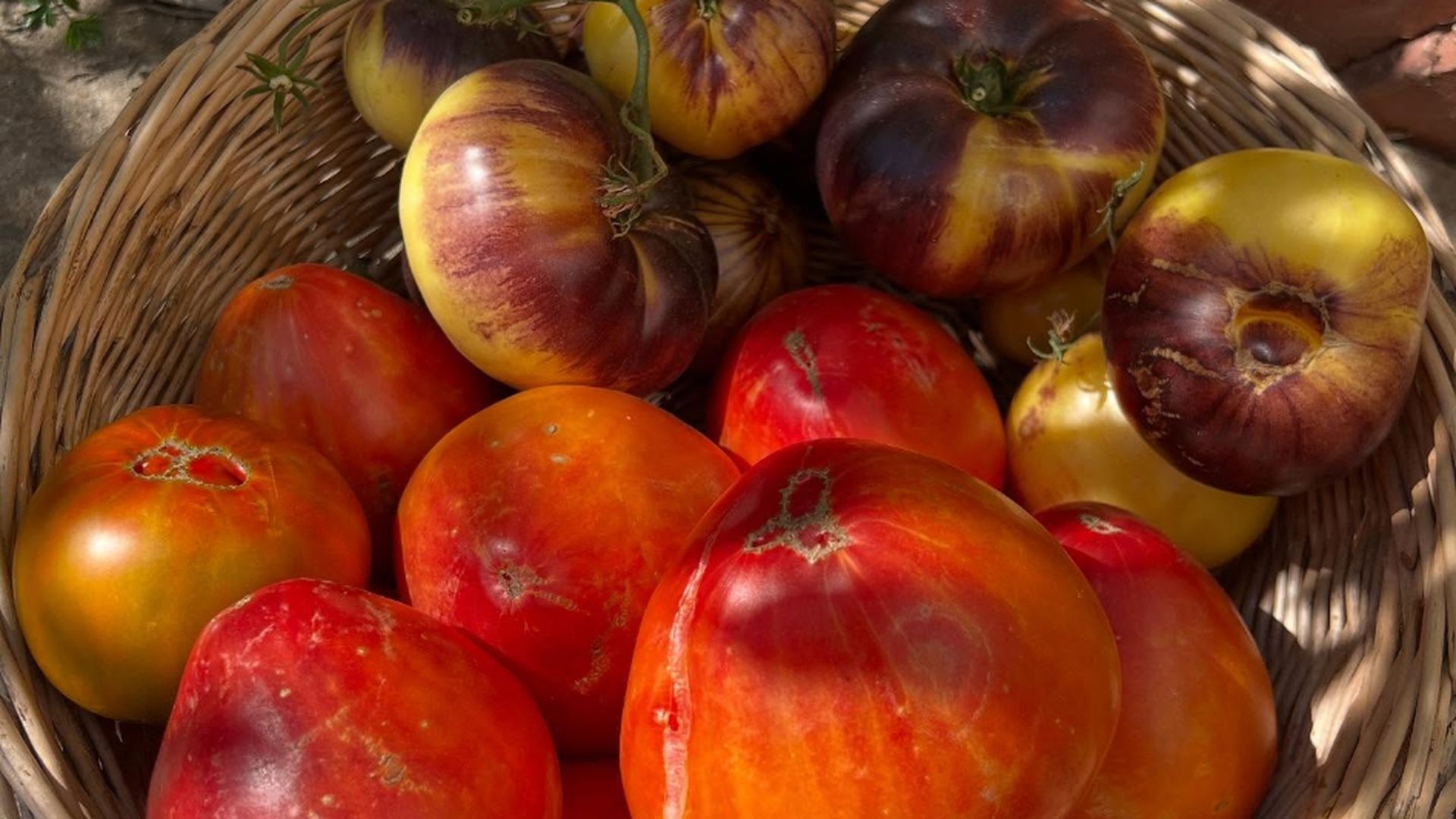 Tomates de La Mielga