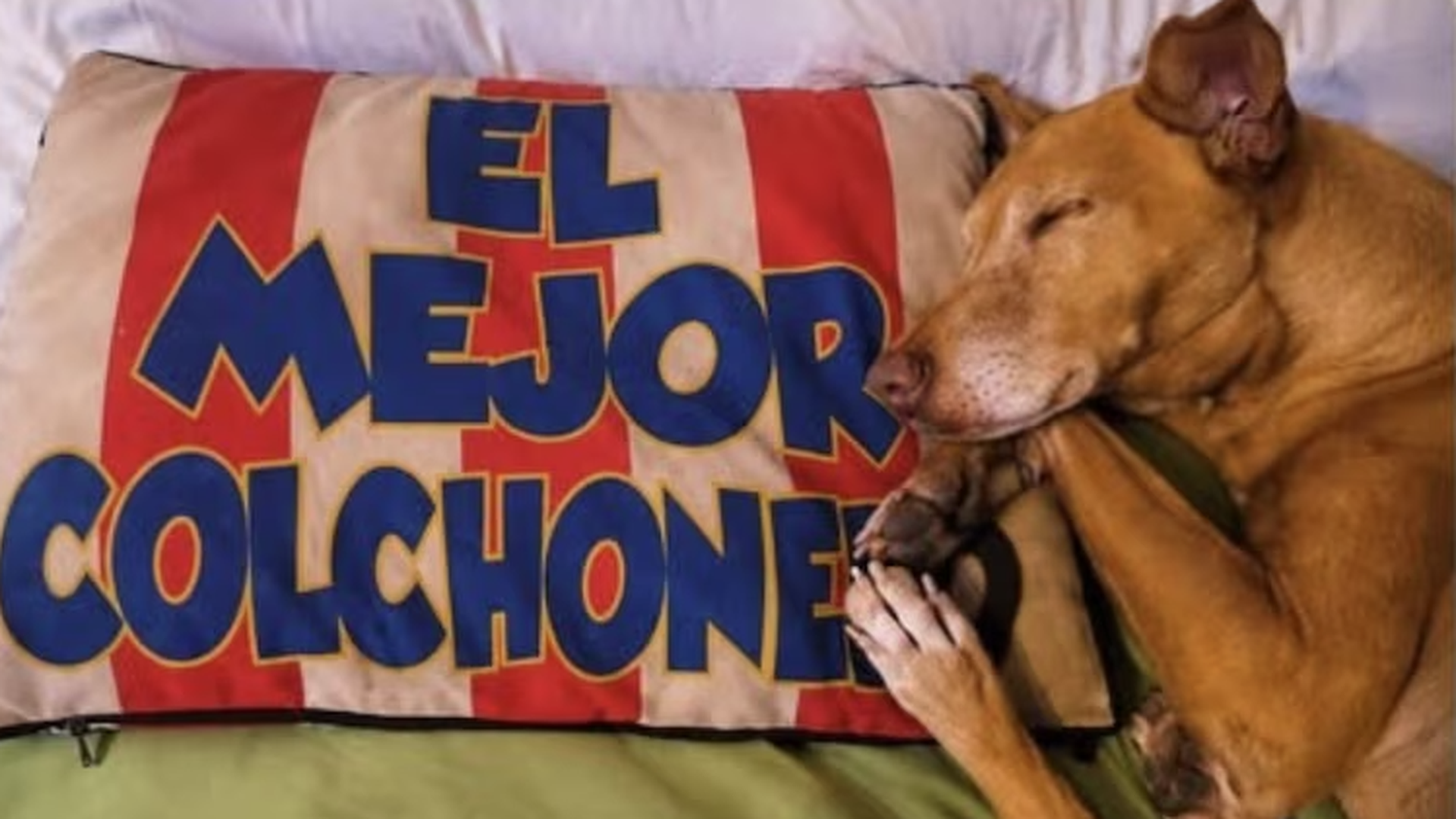 Bergantín, el perro abandonado en una cala de Almería que ha encontrado un nuevo hogar en un ático de Madrid: "Es el rey de la casa"