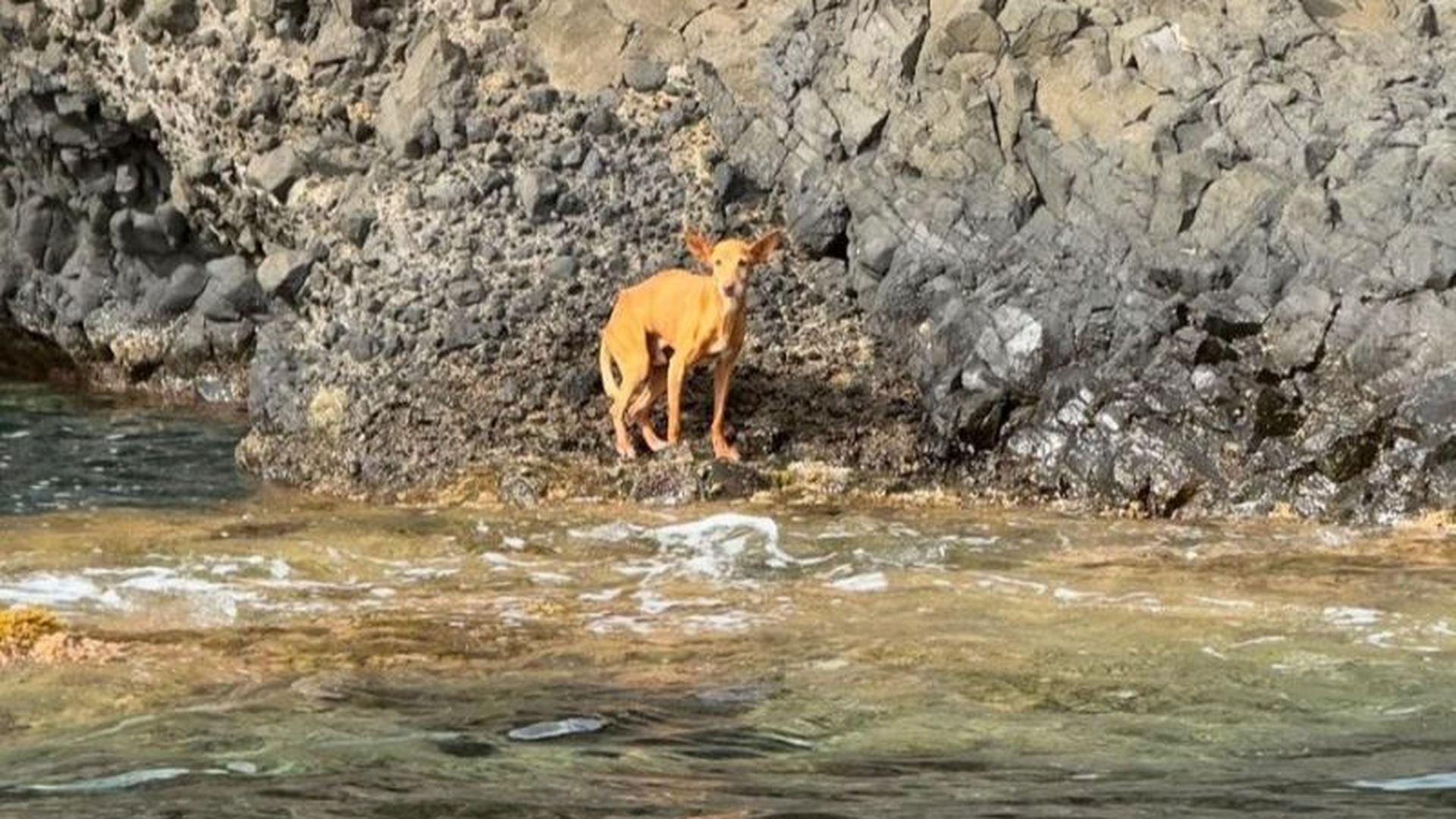 Bergantín, un perro abandonado en una cala de Níjar, encuentra hogar en un ático de Madrid: "Es el rey de la casa"
