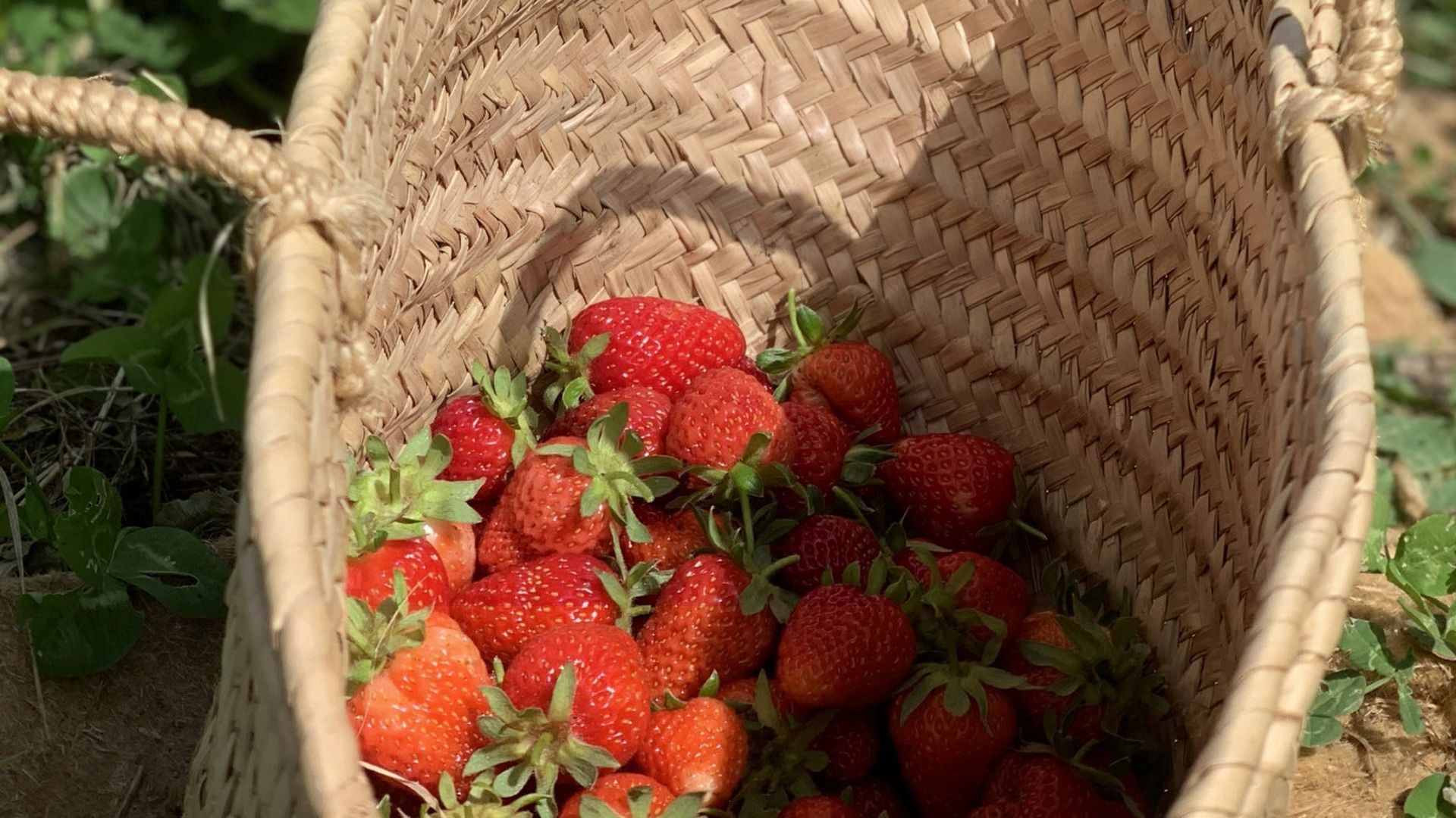 Las fresas y las frambruesas serán las estrellas