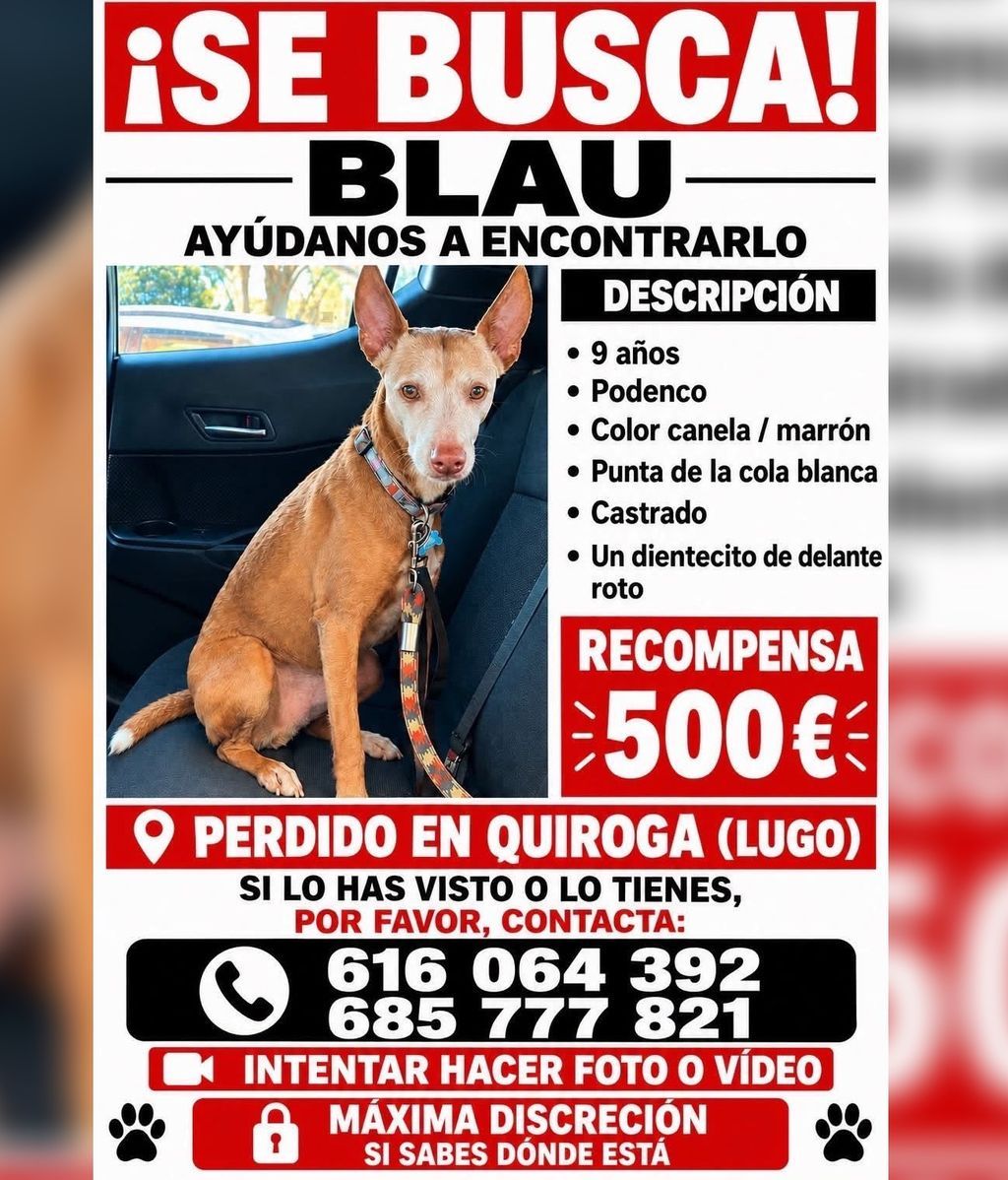Blau salió corriendo detrás de unas ovejas el 3 de abril en Vilarmel, Quiroga (Lugo)