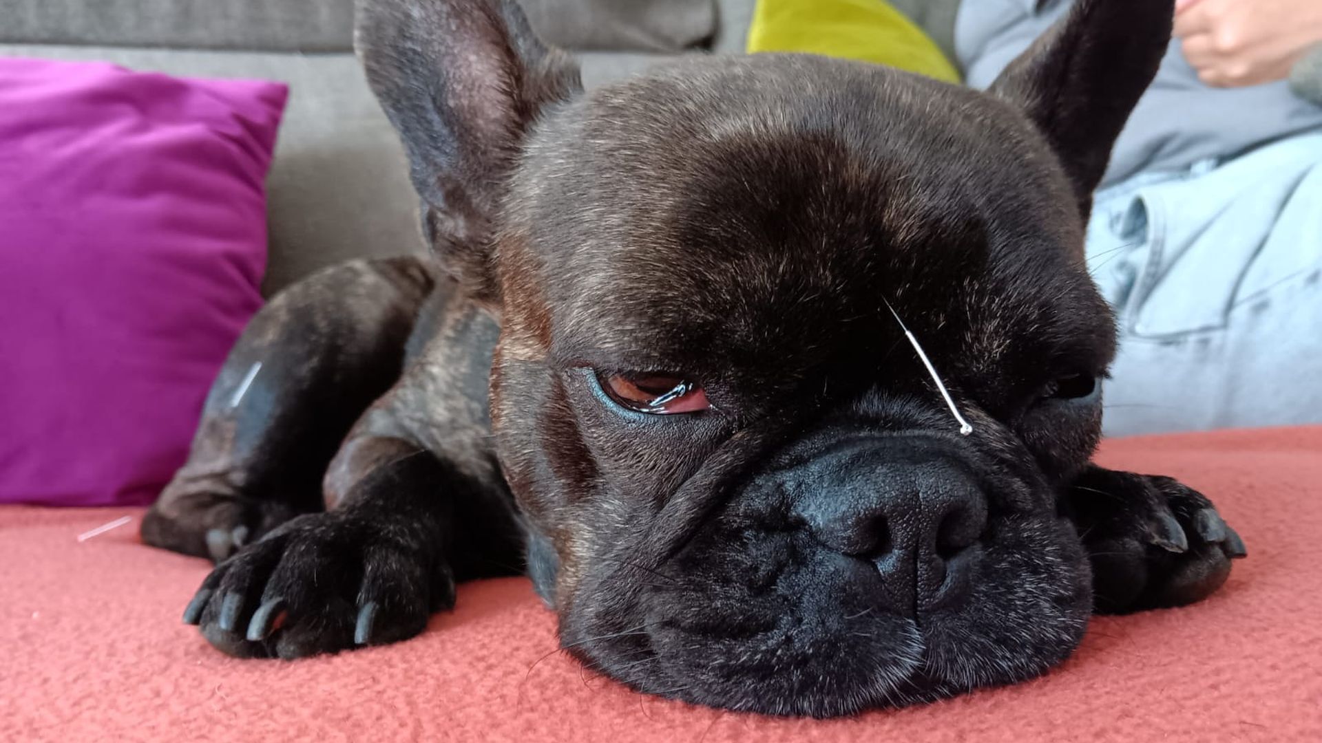 Los perros tratados mediante acupuntura se quedan relajados tras las sesiones
