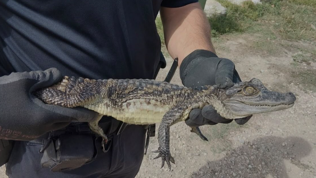 El caimán capturado en Sax se recupera en el parque Río Safari de Elche