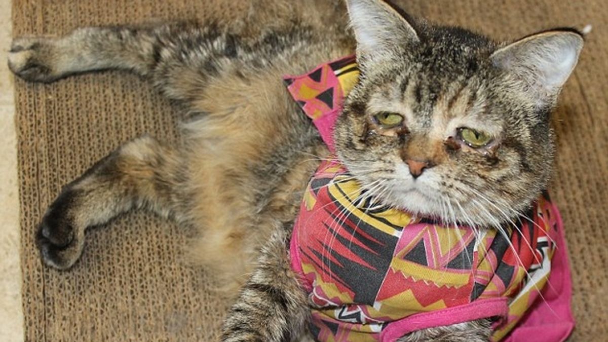 El gato "más triste del mundo" encuentra por fin un hogar